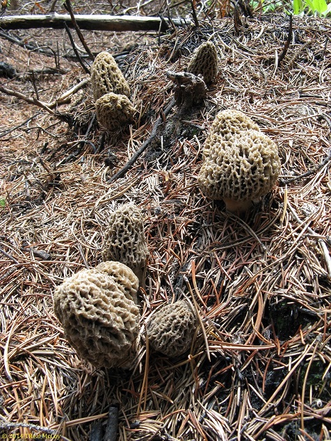 Morel Mushrooms